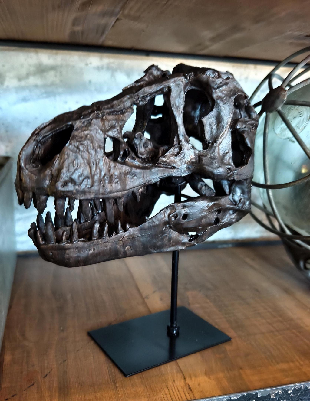 Realistic Tyrannosaurus (T-Rex) Skull Replica